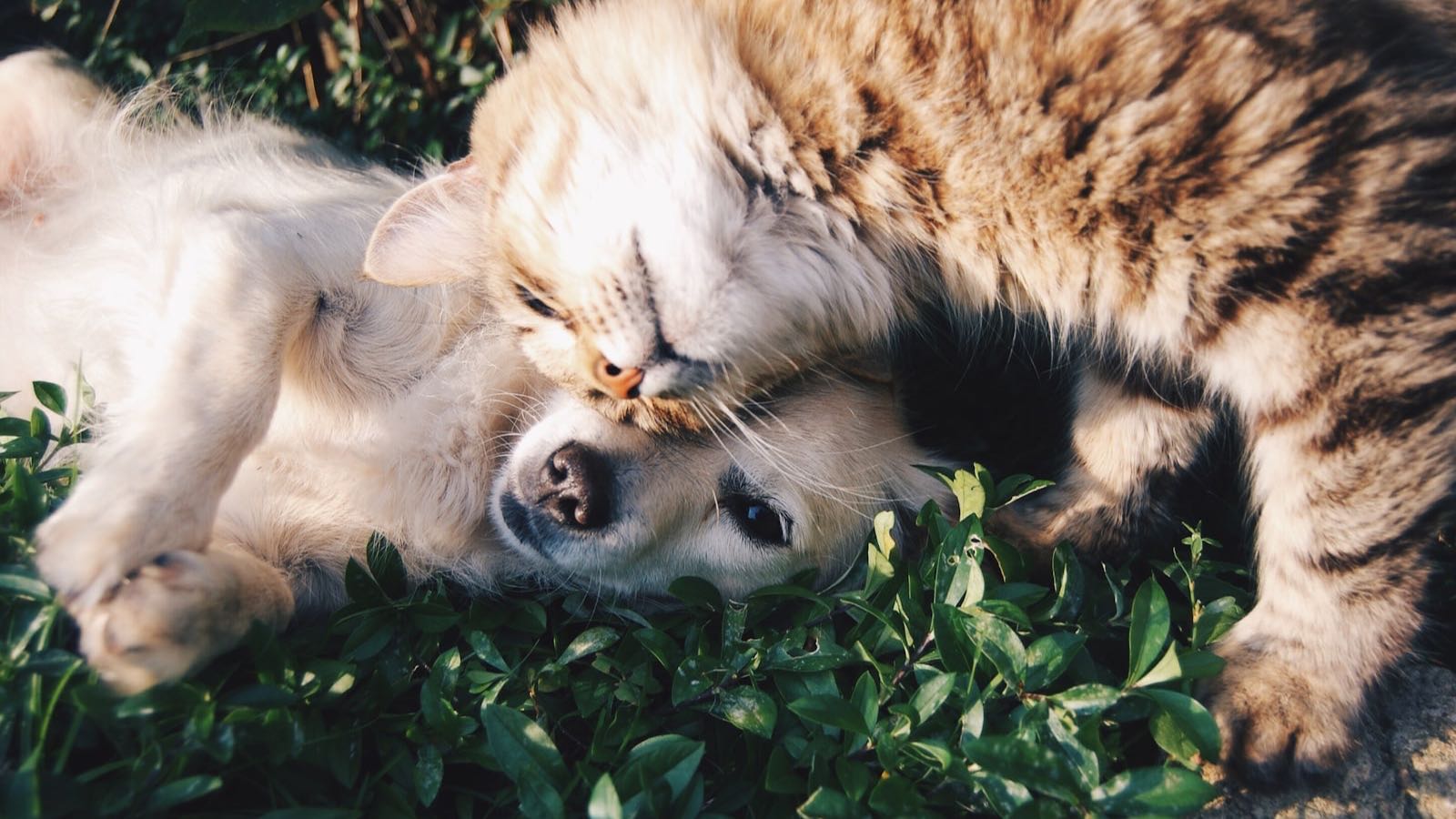 Un chien et un chat blottis l’un contre l’autre dans l’herbe