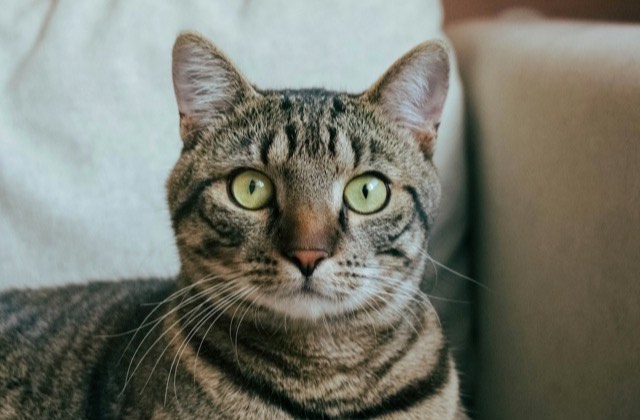 Chat tigré aux yeux verts installé sur un canapé