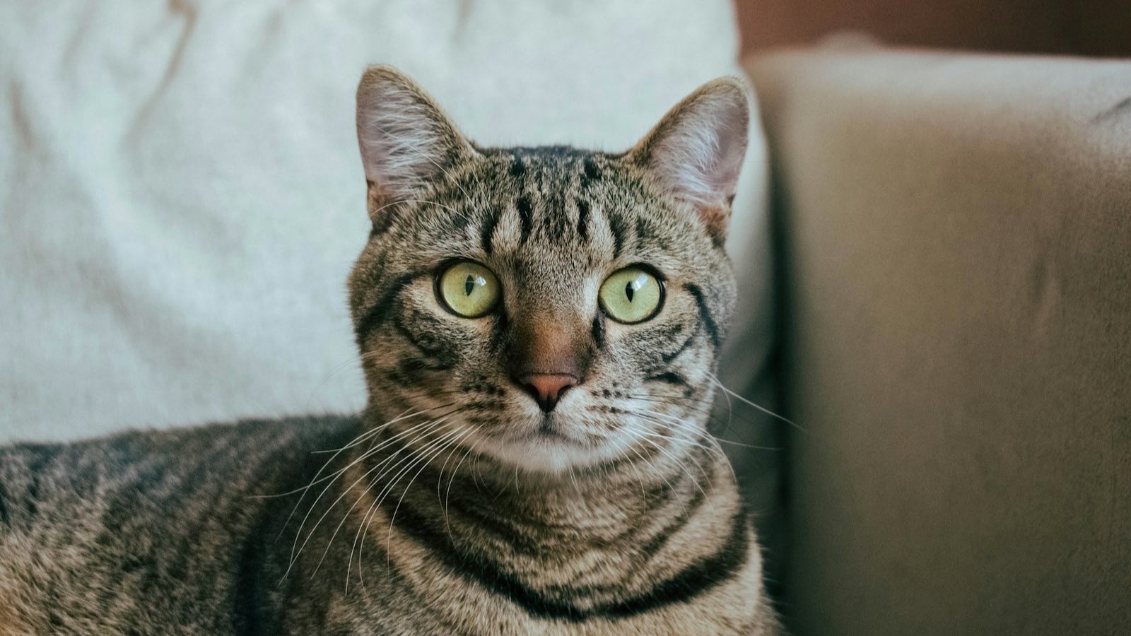 Green-eyed tabby cat settled on a sofa