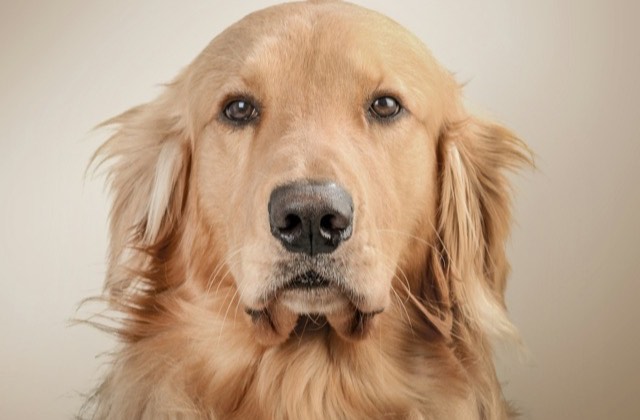 Portrait d’un golden retriever au regard attentif