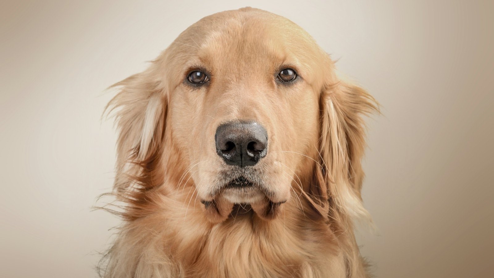 Portrait d’un golden retriever au regard attentif