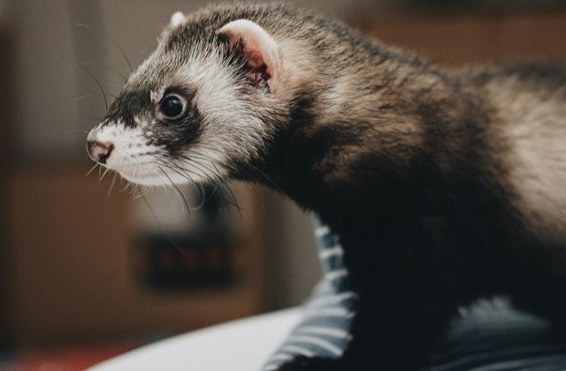 Portrait de profil d’un furet putoisé