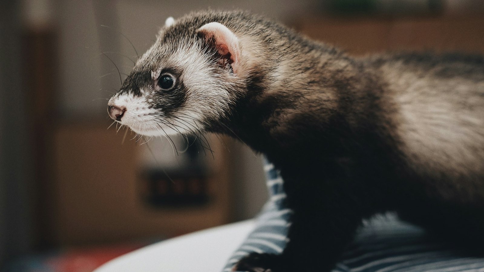 Portrait de profil d’un furet putoisé