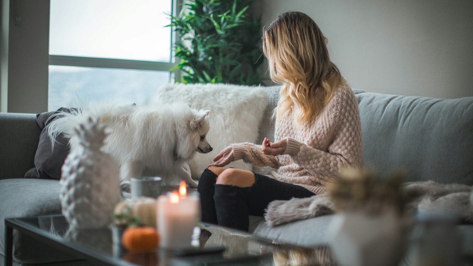 Une propriétaire joue avec son chien sur le canapé