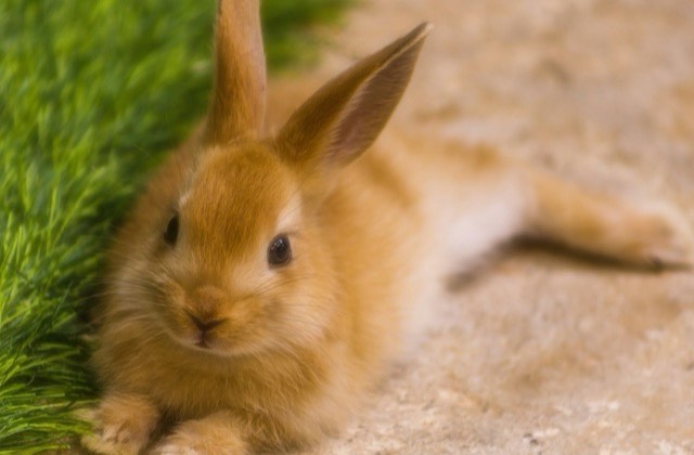 Jeune lapin fauve allongé au bord de l’herbe