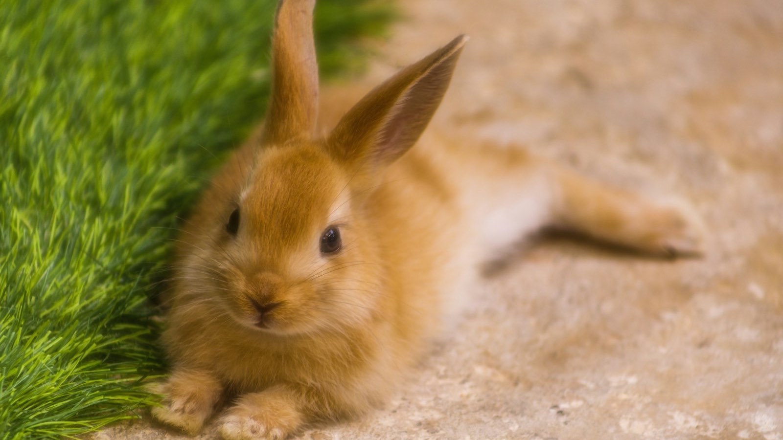 Jeune lapin fauve allongé au bord de l’herbe