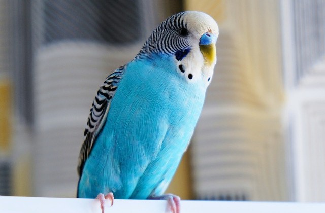 Perruche ondulée bleue perchée dans un intérieur