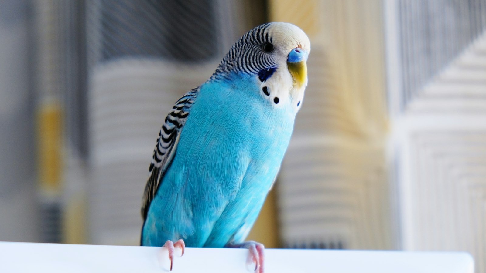 Perruche ondulée bleue perchée dans un intérieur