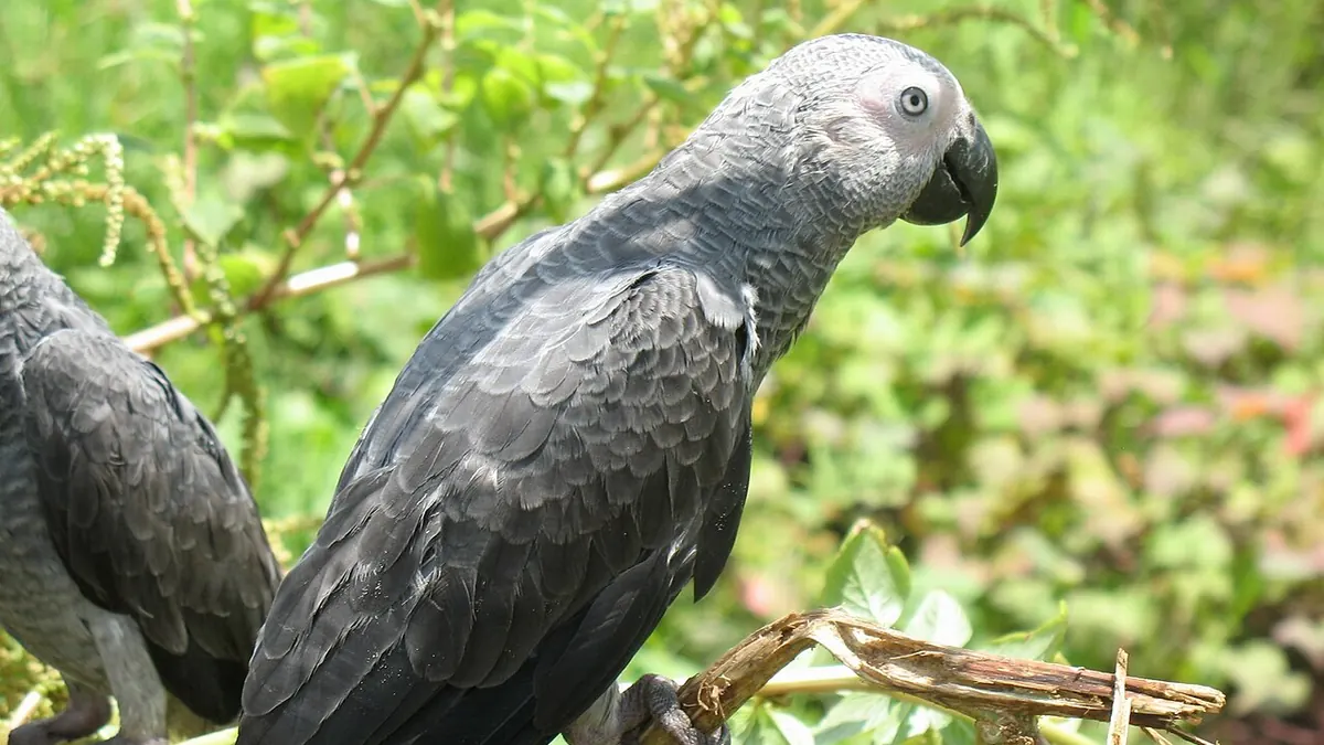 African grey parrot perched among greenery