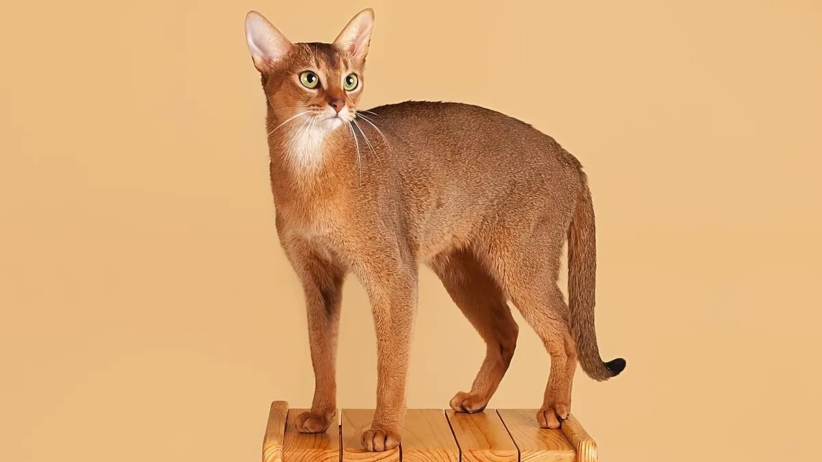 Ruddy Abyssinian cat standing on a stool