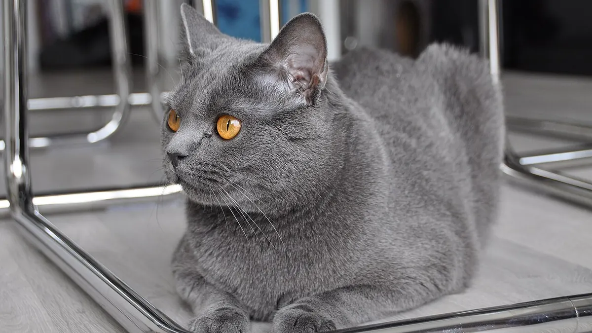 Adult blue-grey Chartreux cat lying down