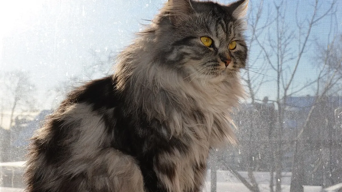 Long-haired tabby Siberian cat sitting by a window