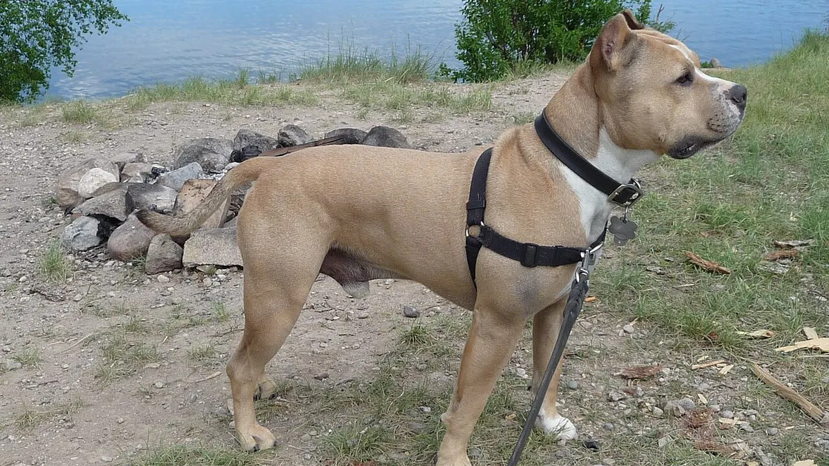 Fawn American Staffordshire Terrier in a harness outdoors