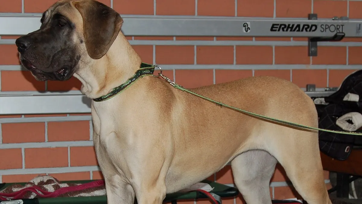 Fawn Great Dane standing on a leash