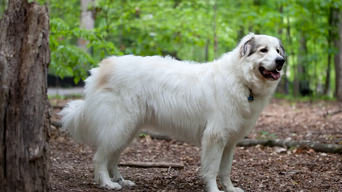 White Great Pyrenees standing in profile