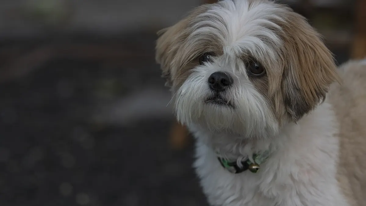 White and tan Shih Tzu sitting