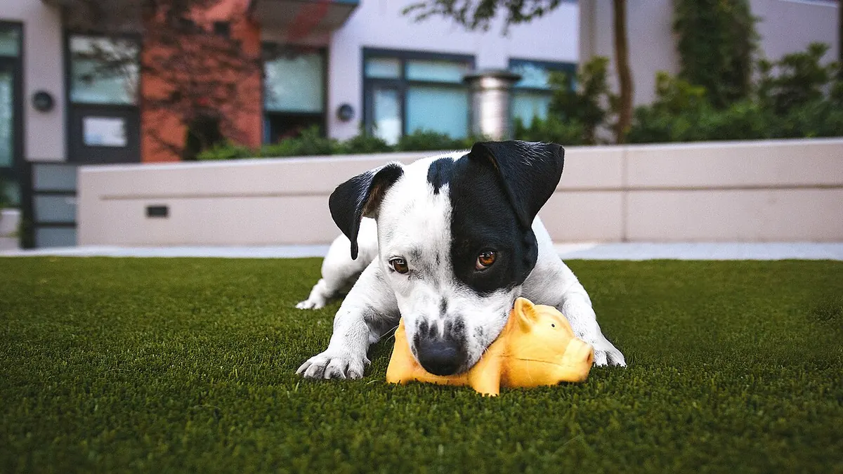 Puppy playing with a toy on a lawn