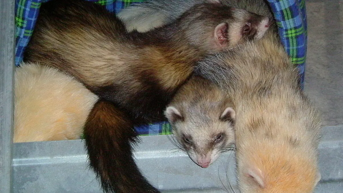 Ferrets asleep huddled together