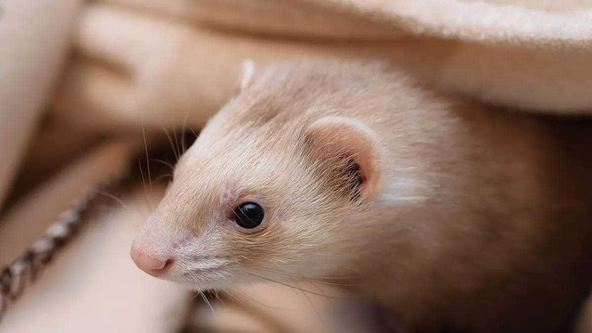 Ferret in profile