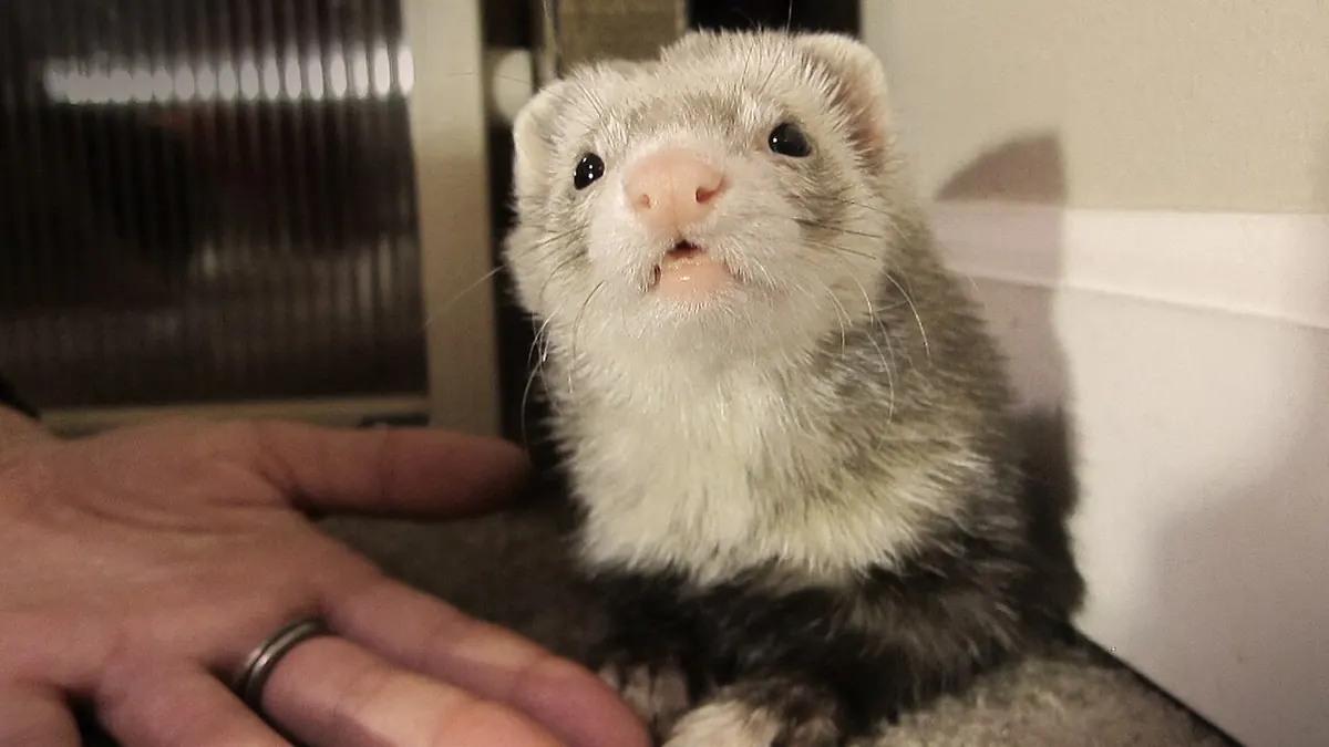Ferret approaching a hand