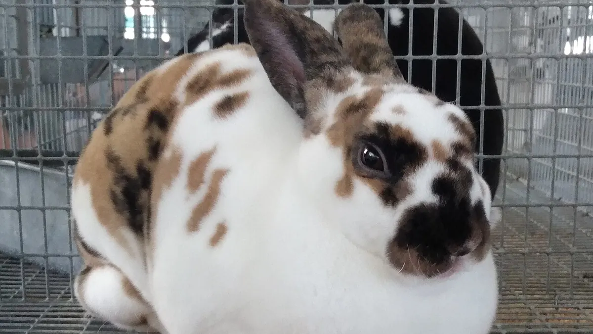 Calico Rex rabbit lying down