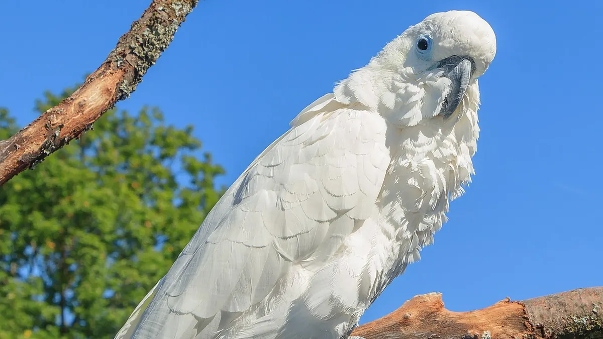 Sulphur-crested cockatoo perched on a branch