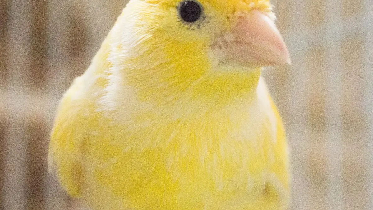 Yellow domestic canary on a perch