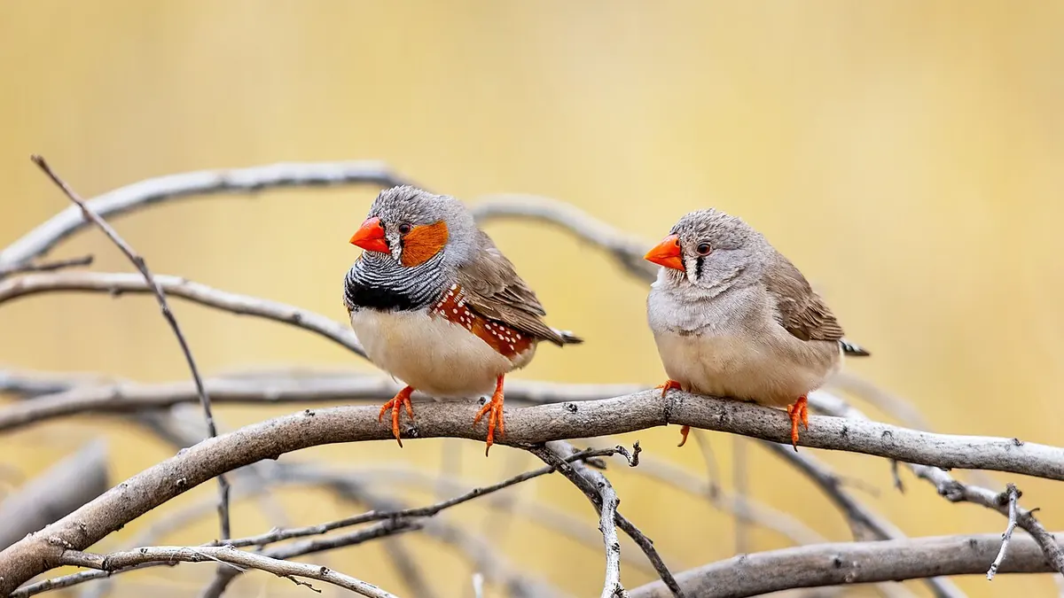 Two zebra finches on a branch