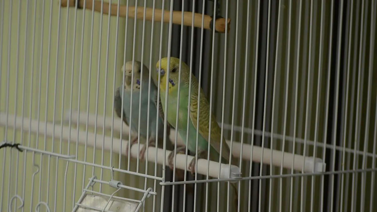 Budgerigars in their cage