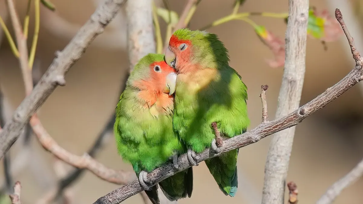Two rosy-faced lovebirds snuggled together on a branch