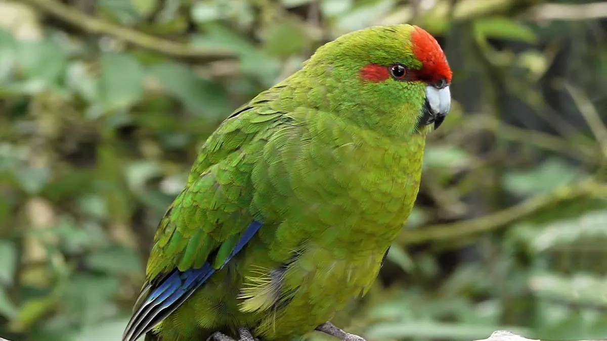 Red-crowned kakariki perched on a branch