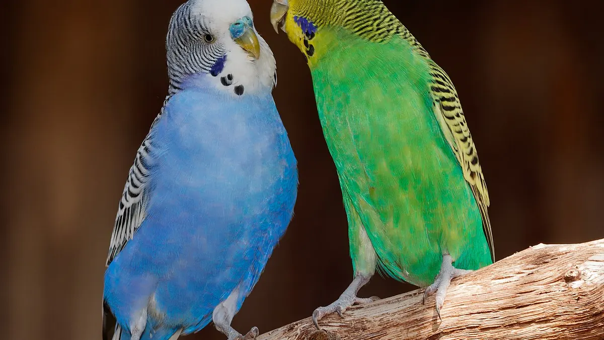 Two budgerigars, one blue and one green, on a branch