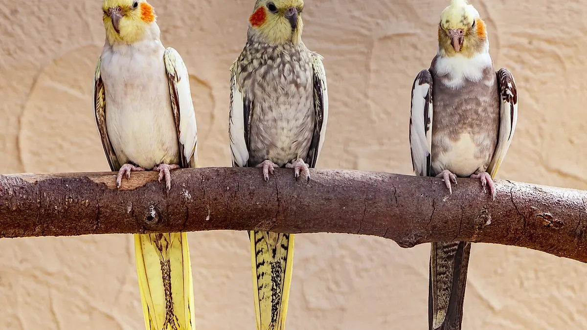 Three cockatiels on a perch