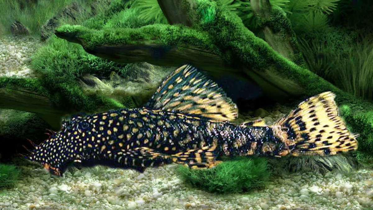 Bristlenose pleco (Ancistrus) resting on an aquarium floor