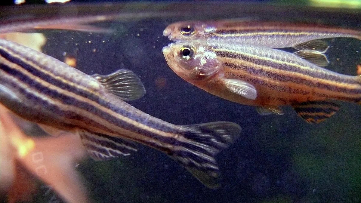 Zebra danios swimming in an aquarium