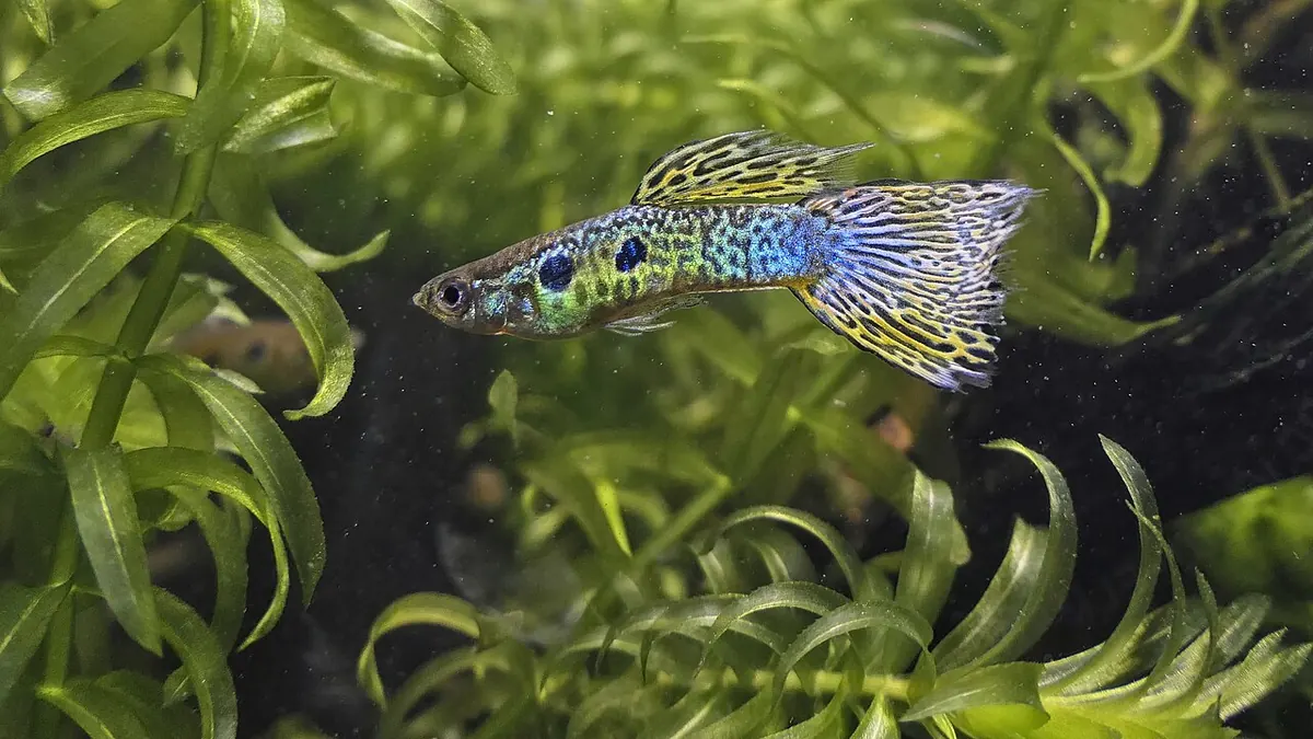 Colourful male guppy among aquarium plants