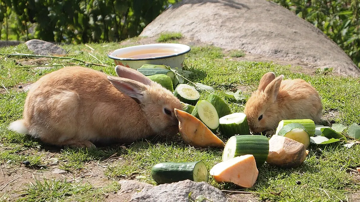 Rabbits eating vegetables on the grass