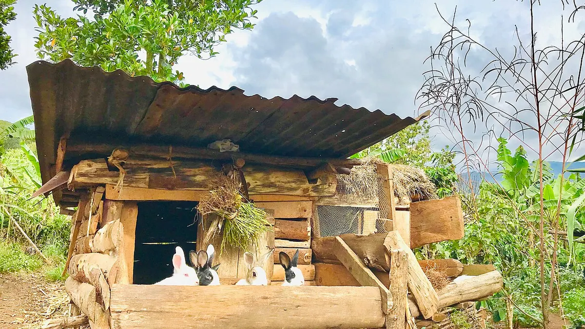 Raised wooden outdoor hutch with rabbits
