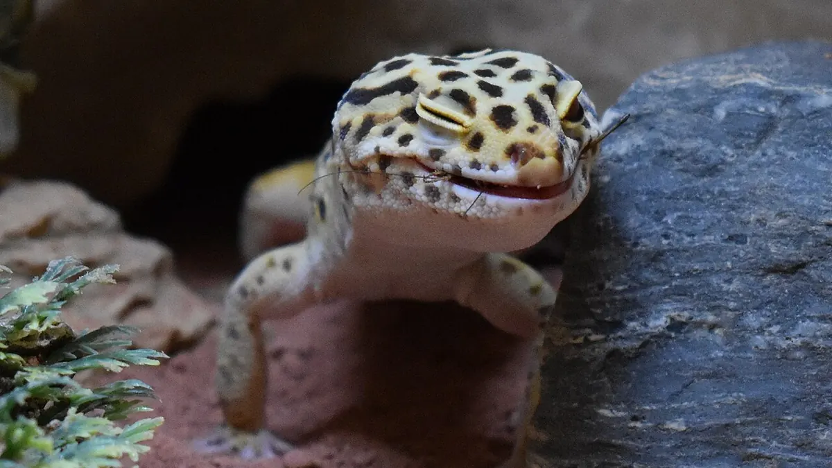 Leopard gecko in its terrarium