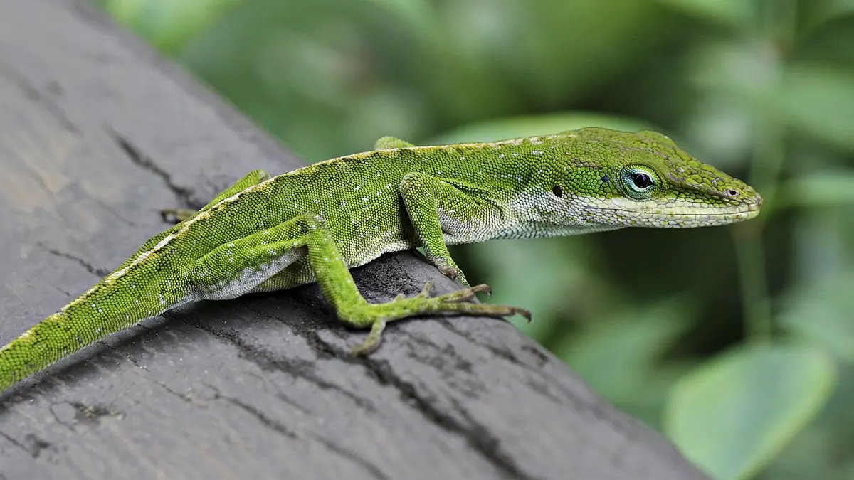 Green anole on a railing