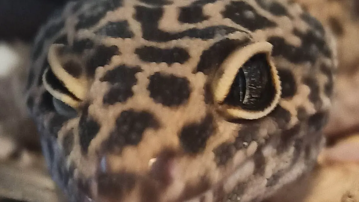 Close-up of a leopard gecko