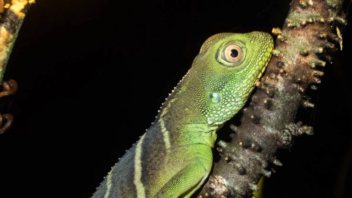 Chinese water dragon clinging to a branch