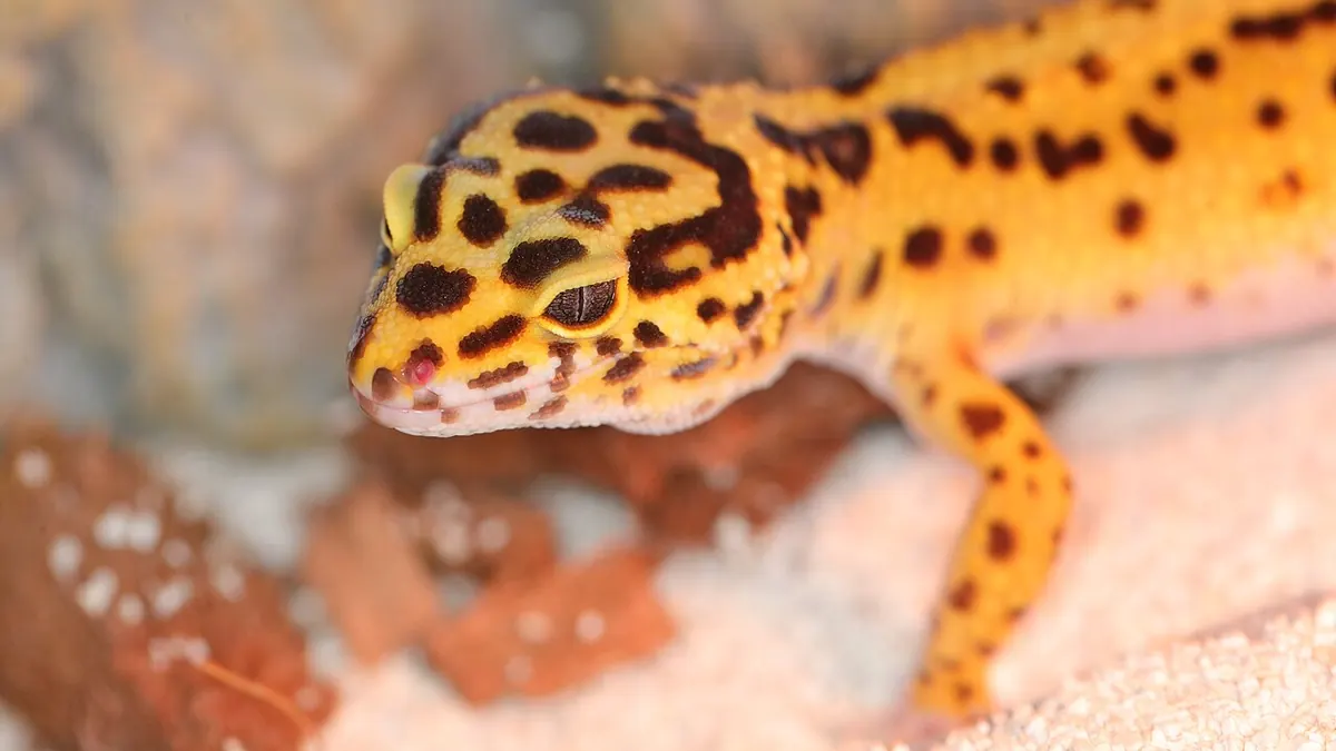 Yellow, black-spotted leopard gecko on sand