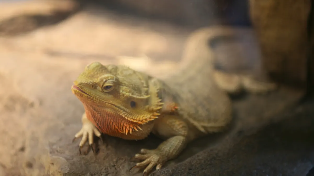 Bearded dragon warming up under a terrarium light