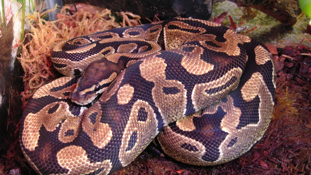 Coiled ball python