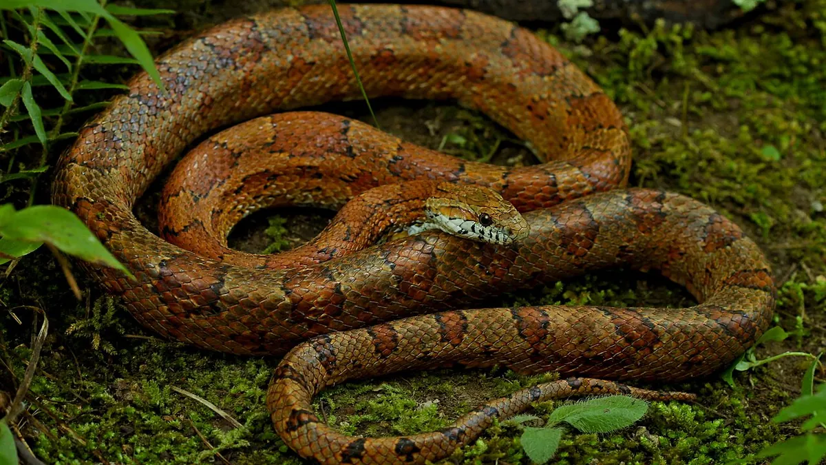Corn snake seen side-on
