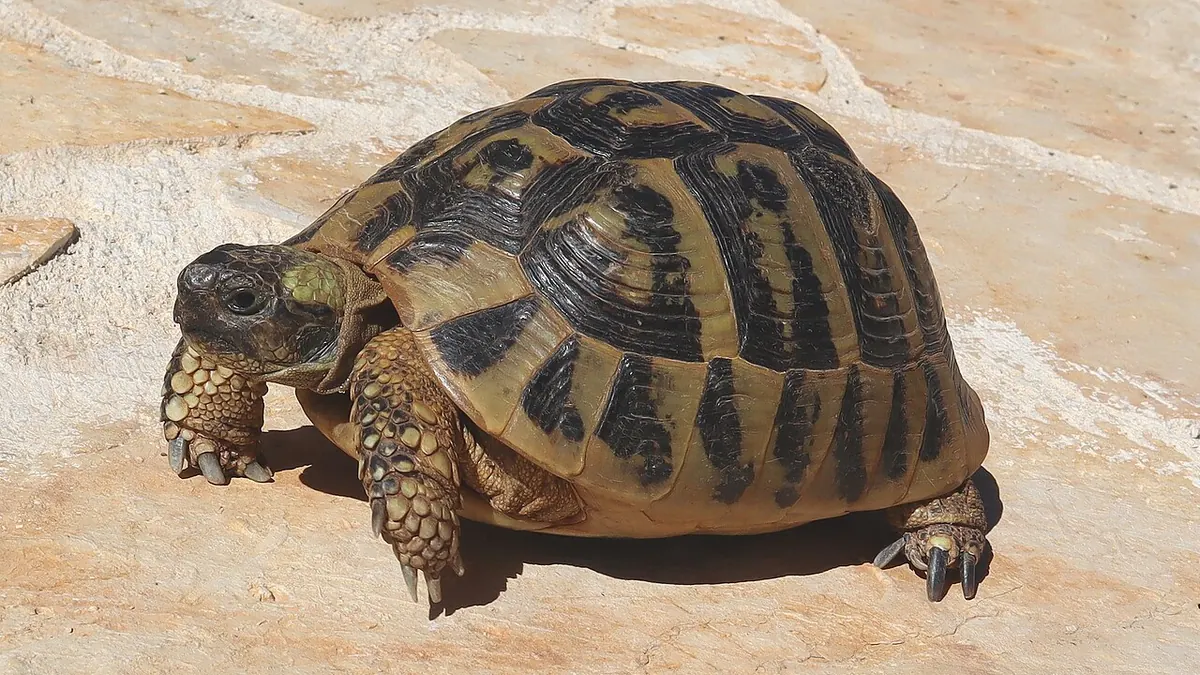 Hermann’s tortoise in the sun