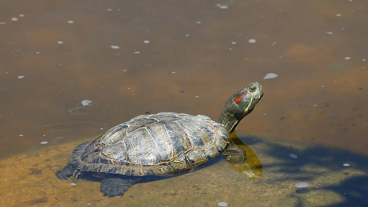 Red-eared slider partly submerged
