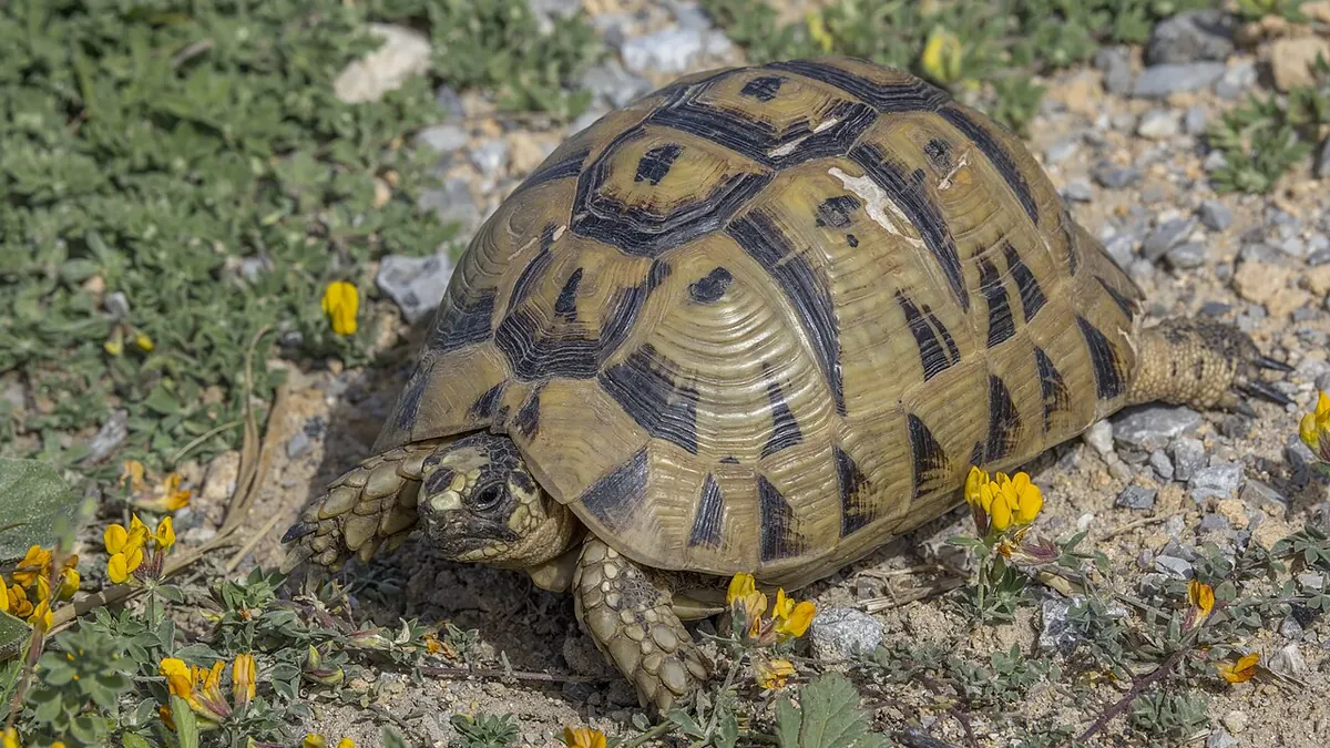 Male spur-thighed tortoise walking on the ground