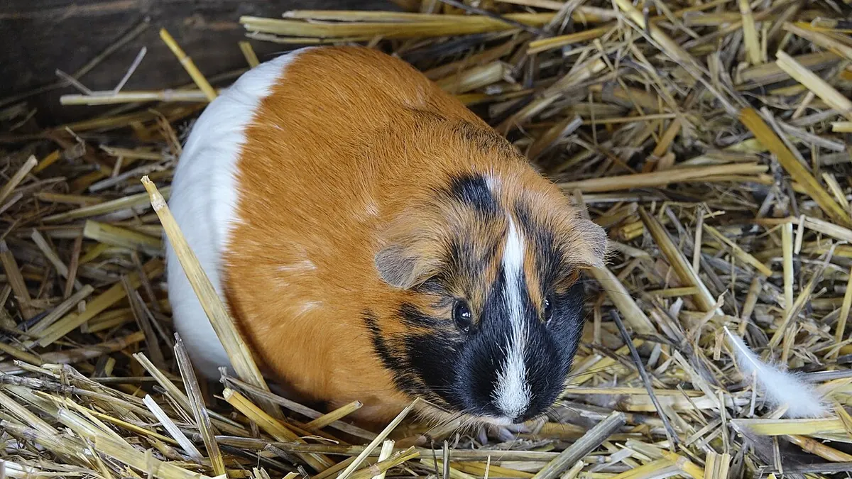 Tricolour guinea pig in the hay